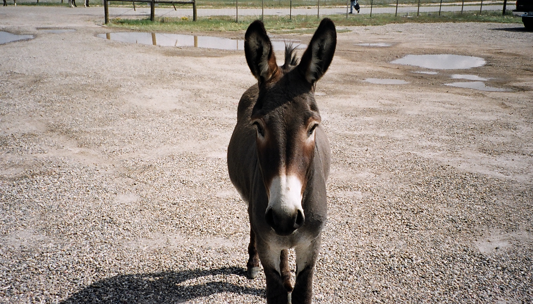 donkey