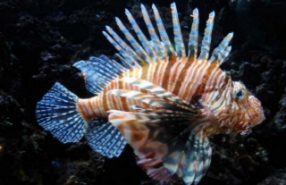 BLOW FISH